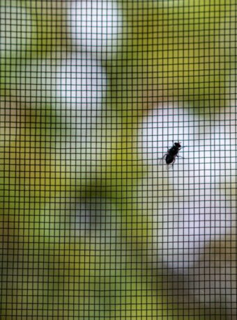 Closeup of a fly on the mesh patterned protective window screen