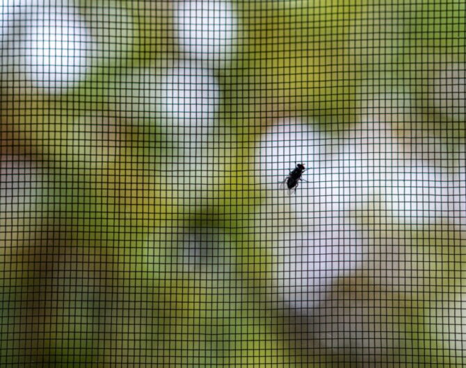 Closeup of a fly on the mesh patterned protective window screen